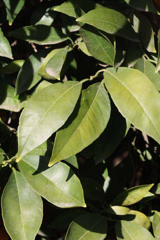            Sun leaves (Riverside, CA)   